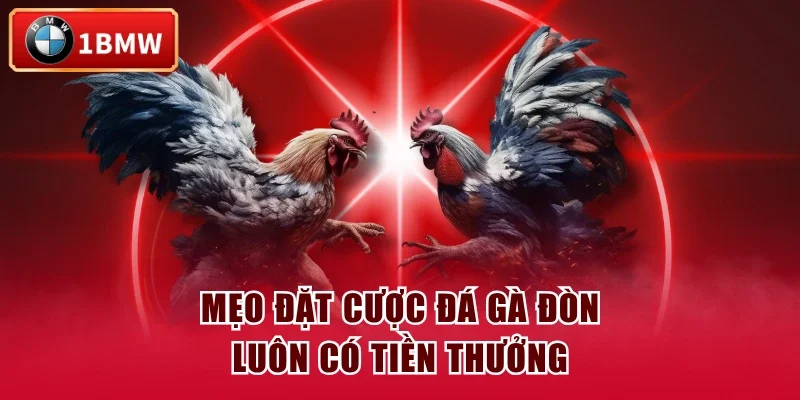 Mẹo đặt cược đá gà đòn luôn có tiền thưởng